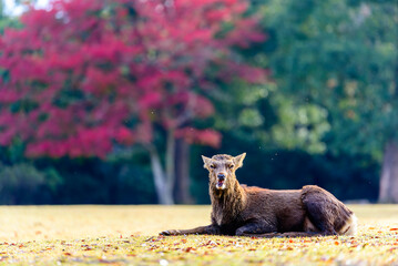 Deer at Nara park, Nara city Japan, little deer in autumn.