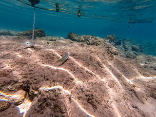 Underwater life of reef with corals and tropical fish. Coral Reef at the Red Sea, Egypt.