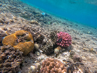 Naklejka na ściany i meble Surgeon fish or sohal tang fish (Acanthurus sohal) at the Red Sea coral reef..