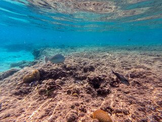 Naso annulatus fish known as Whitemargin Unicorn fish on his coral reef in the Red Sea, Egypt..