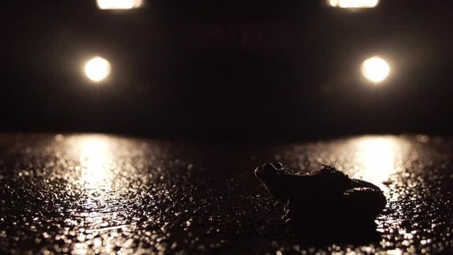 toad on the street at night