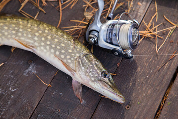 Freshwater pike and fishing equipment lies on wooden background with yellow leaves..