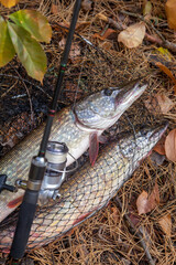 Freshwater pike fish. Big freshwater pike fish lies on keep net with fishery catch in it and...