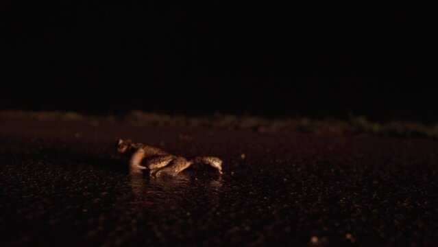 toad on the street at night