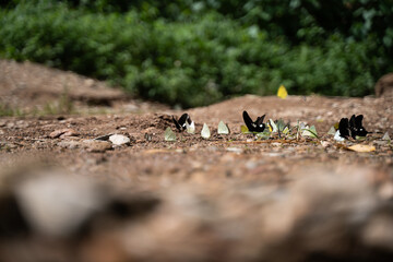 Many butterflies cling to the ground and flutter their wings. on the melted background natural beauty concept