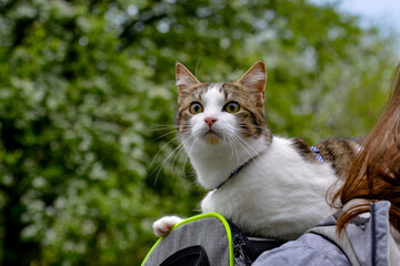 portrait of an adventure cat riding on a backpack
