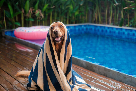 Portrait of a golden retriever wrapped in a towel and sitting against the backdrop of a swimming pool and donut lifebuoy. Dry a wet dog after swimming. Pet hair care.