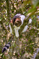 Cat up a tree