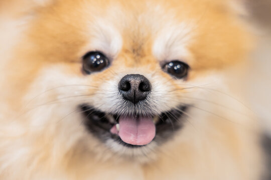 focus on nose concept domestic pet expression photography of close up Pomeranian spitz face with mouth, tongue and eyes in unfocused zone of doggy