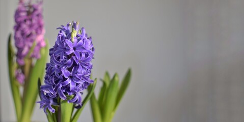 Fototapeta premium Blooming hyacinths on a gray background. Free space for text