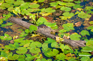 Wetlands at Cuyahoga Valley National Park in Ohio