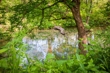 The Cuyahoga River at Cuyahoga Valley National Park in Ohio