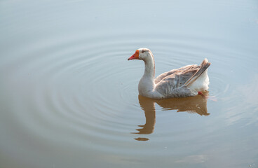 A Goose at The Cuyahoga River at Cuyahoga Valley National Park in Ohio