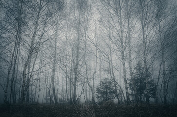 Fototapeta na wymiar Mysterious forest in a foggy day. Monochrome photo.