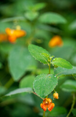 Orange Flowers at Wetlands at Cuyahoga Valley National Park in Ohio