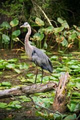 A Great Blue Heron in Cuyahoga Valley, Ohio