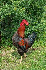 Rooster hen marans and balnevelder on grass background