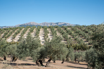 Sea of ancient olive trees in Jaen, Spain