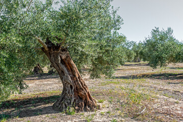 Rural landscape of olive grove, olive groves in Andalusia, Spain