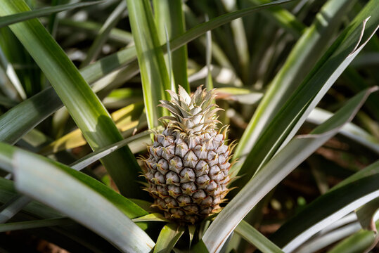 Close up of organic sweet pineapple growing in glass greenhouse. Pineapple plantation in Sao Miguel island, Azores, Portugal