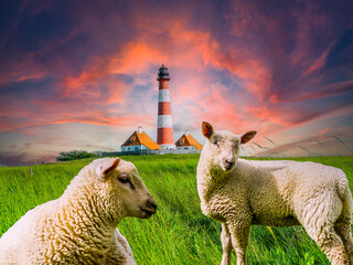 Sunset at Westerhever lighthouse with sheep on the North Sea
