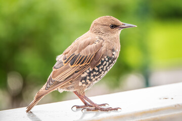 The common starling or Sturnus vulgaris or the European starling. Sitting on the fence in the garden in springtime.