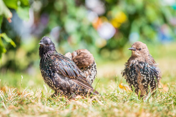 The common starling or European starling, Sturnus vulgaris, on a sprng lawn.
