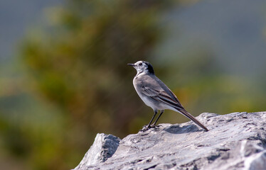 little bird watching around on the stone, White Wagtail, Motacilla alba