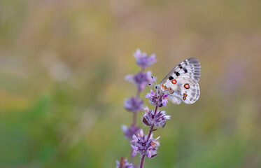 Female Apollo Butterfly, Parnassius apollo