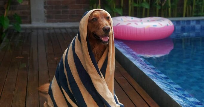 Banner with a dog of the Golden Retriever breed, which sits against the background of a swimming pool, wrapped in a towel. A wet dog wipes himself after swimming in the pool.
