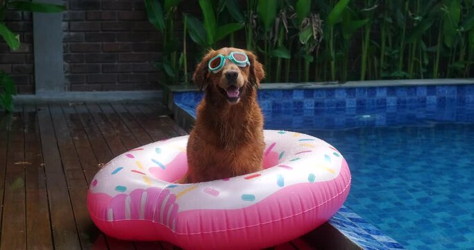Golden retriever dog sitting in a lifebuoy and swimming goggles next to a swimming pool. The concept of a vacation in a tropical country with a dog.