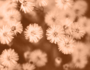 Peach Fuzz toned color fluffy flowers butterweed background close up. Trendy color of year 2024 Peach Fuzz.