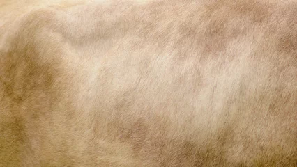 Foto auf Acrylglas Background of beige cow wool skin, texture of brown calf fur © Андрей Журавлев