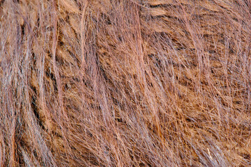 Background of beige llama wool skin, texture of brown lama fur