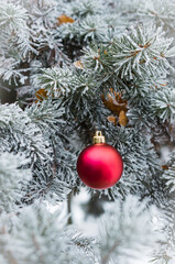 Close-up of a Christmas red ball on a spruce branch covered with snow