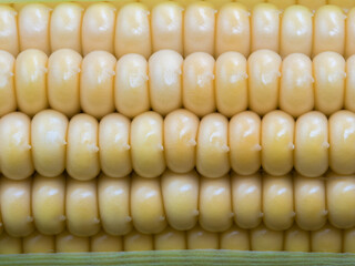 Macro photography of corn cob front view