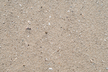 River sand with small shells on the beach