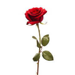 single red rose  isolated on a transparent or white background, png