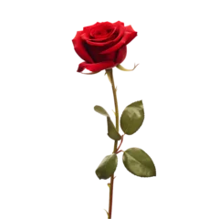 Fotobehang single red rose  isolated on a transparent or white background, png © Subrata