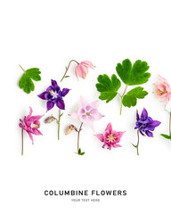 Columbine flowers composition isolated on white background.