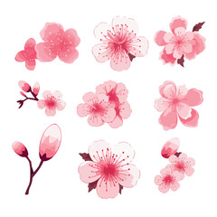 Pink Japanese cherry blossoms vector. cherry blossom japanese sakura - obrazy, fototapety, plakaty