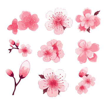Pink Japanese cherry blossoms vector. cherry blossom japanese sakura © OLGA