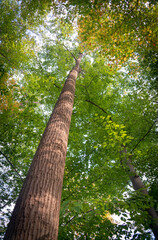 Fototapeta premium Tree Canopy at Cuyahoga Valley National Park in Ohio
