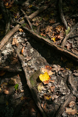 The Forest Floor, Cuyahoga Valley National Park in Ohio