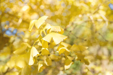 Beautiful yellow ginkgo, gingko biloba tree forest in autumn season.