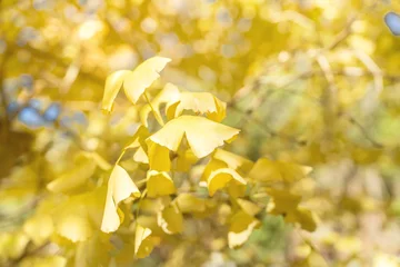 Fototapeten Beautiful yellow ginkgo, gingko biloba tree forest in autumn season. © RomixImage