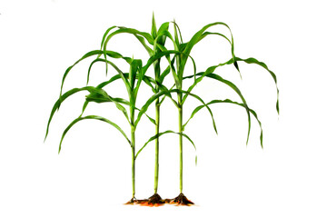 Corn planting realistic illustration in design Blanc the process of planting 3 corn plants....