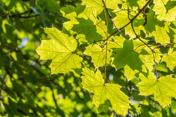 Fototapeta na wymiar Summer branches of maple tree with fresh green leaves