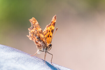 Orange colored butterfly (Polygonia c-album) resting