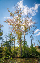 Wetlands at Cuyahoga Valley National Park in Ohio